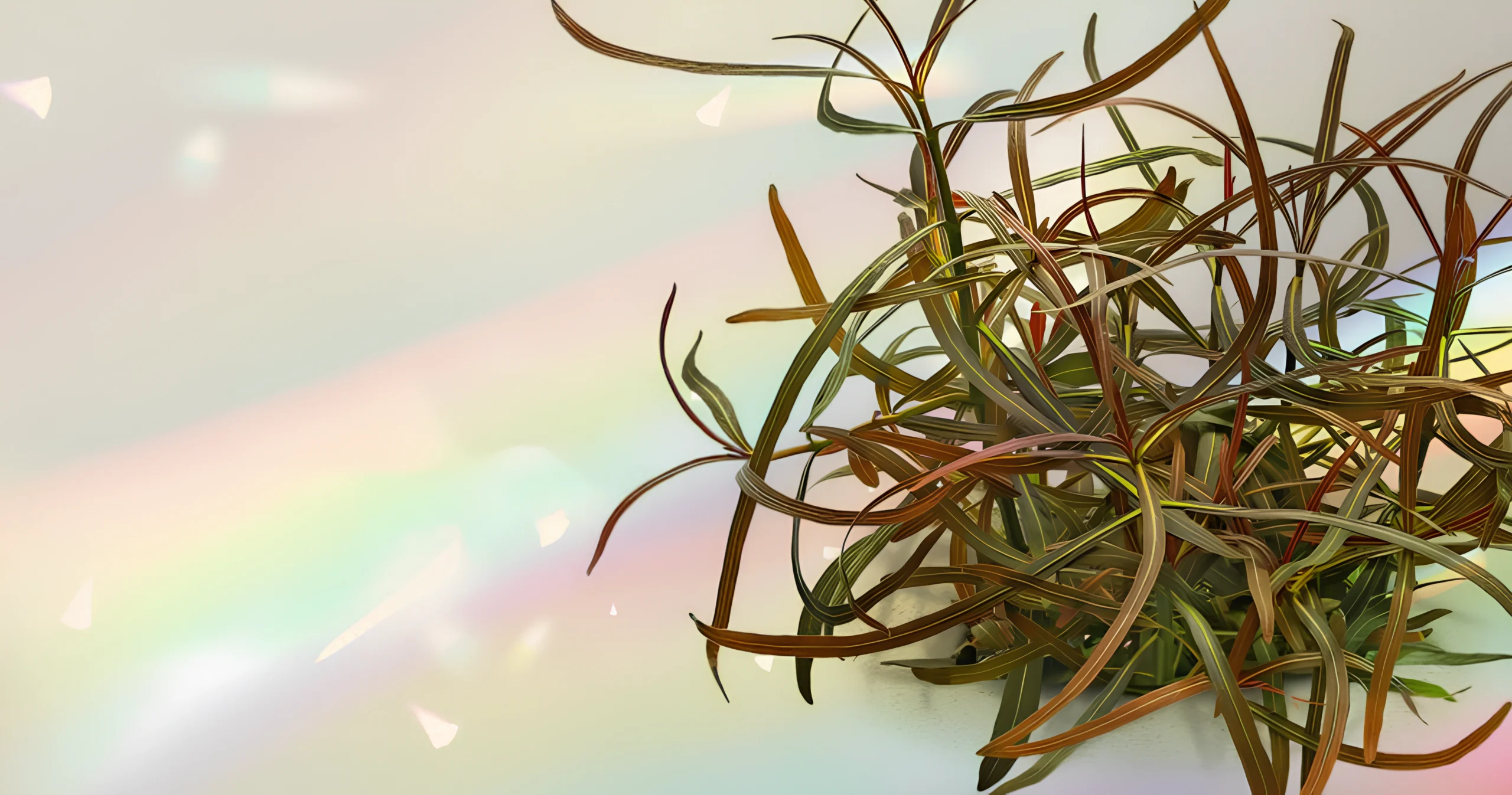 slider-maior (1) copiar